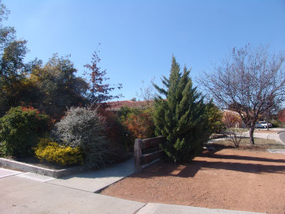 There's no front yard, there's trees!