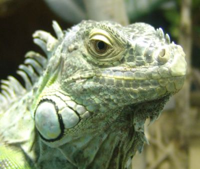 Iguana