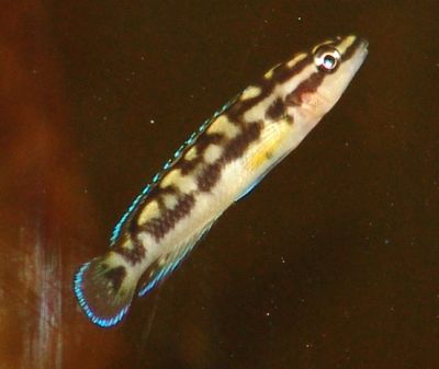 Julidochromis transcriptus