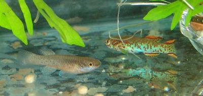 Killifish