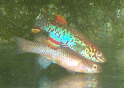 killifish spawning
