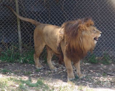 Lion