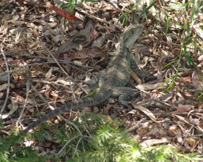 Lizard