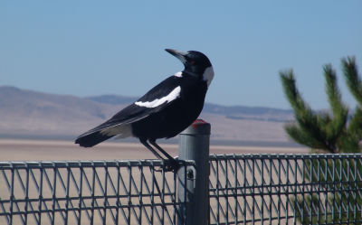 Magpie