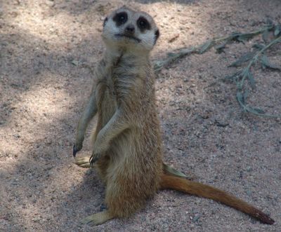 Meerkat