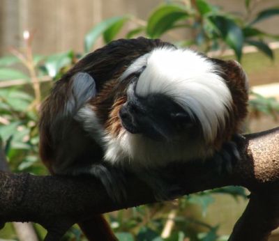 Monkey