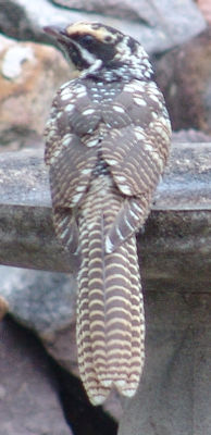 Mystery bird