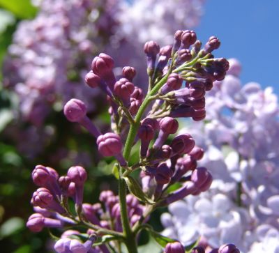 Mystery flower buds