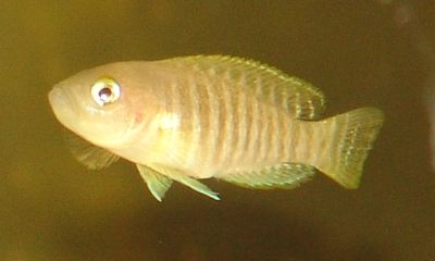 Neolamprogulus multifasciatus