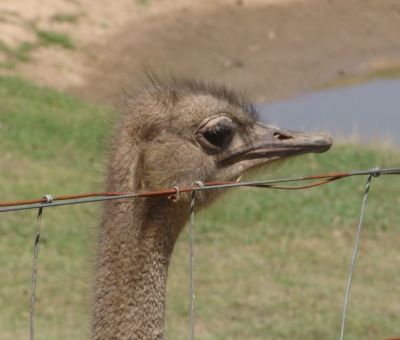 Ostrich