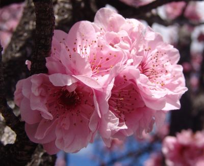 pink blossoms 1