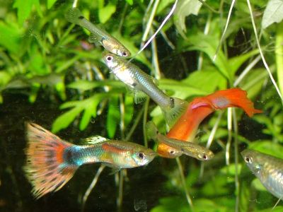 Pretty guppies