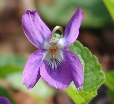 purple flower