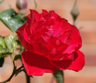 Red rose