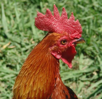 Rooster