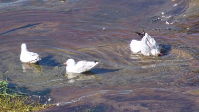 You didn't know seagulls took baths did you?