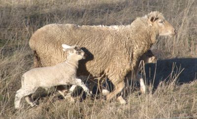A sheep with twins, but they ran away when we tried to get near them