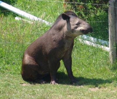 Tapir