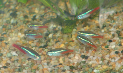 Tetras