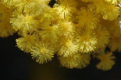 wattle