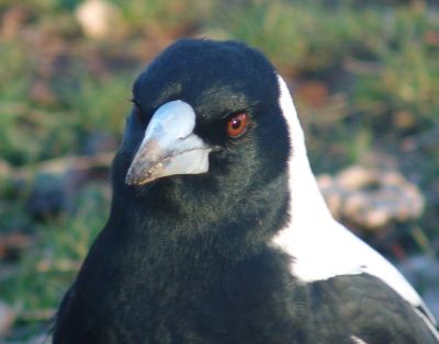 A white-backed magpie