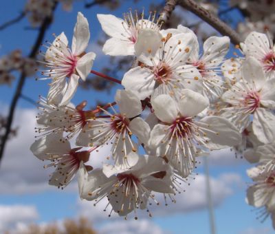white blossoms 1