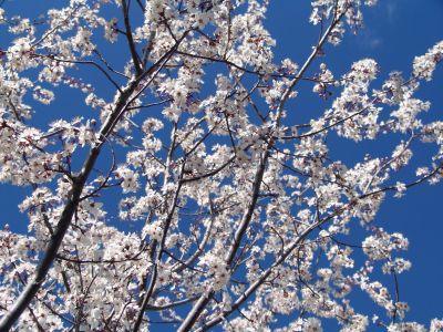 white blossoms 4