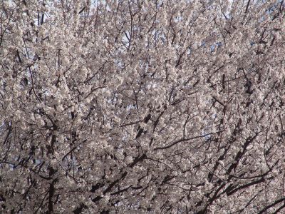white blossoms 5