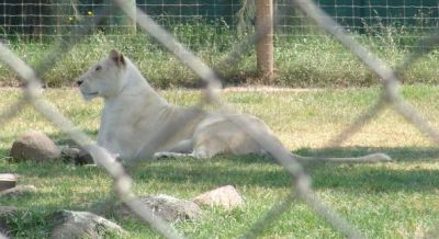 White Lions