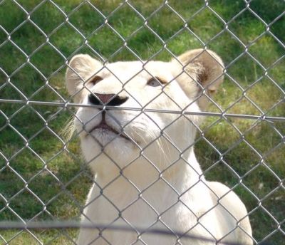 White Lions
