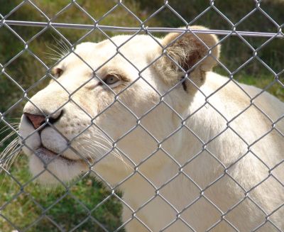 White Lions