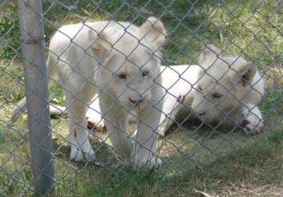 White Lions