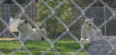 White Lions