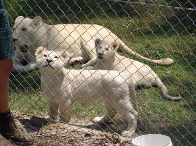 White Lions