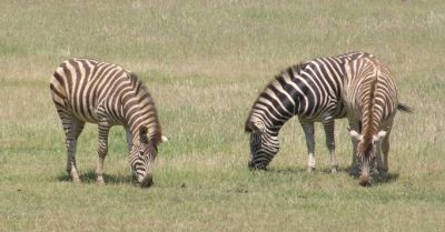 Zebra