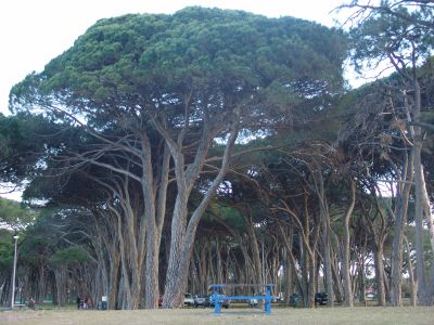 Cool trees
