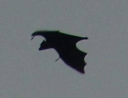fruitbat