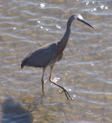 heron.jpg