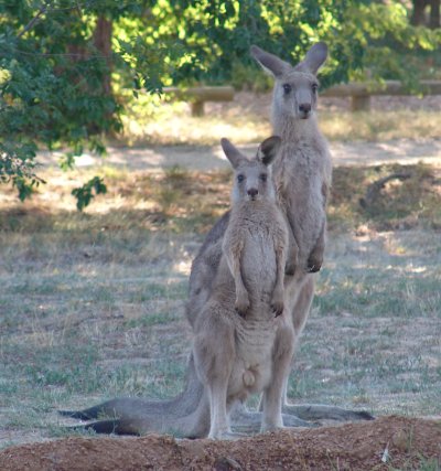 kangarooandjoey.jpg