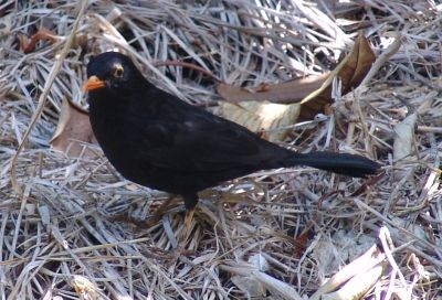 Blackbird (Turdus merula)