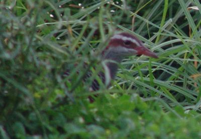 Buff-banded Rail (Gallirallus philippensis)