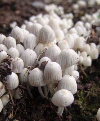 littlemushrooms.jpg