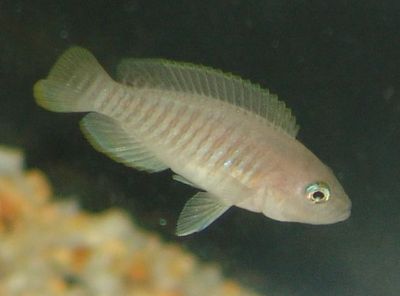 Neolamprologus multifasciatus