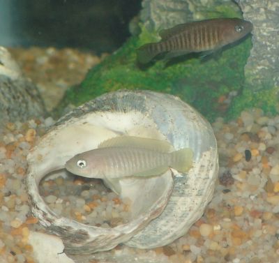 Neolamprologus multifasciatus