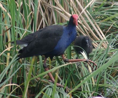 Purple swamphen and chickie