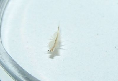 Sea Monkey