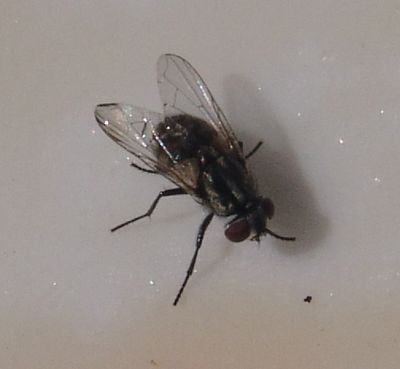 Fly