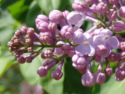 Lilac