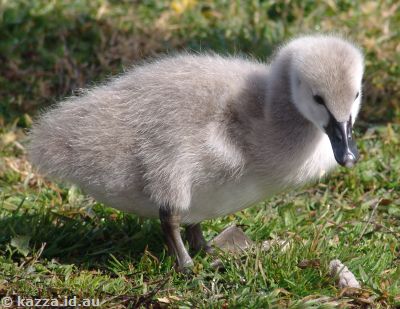 Swans