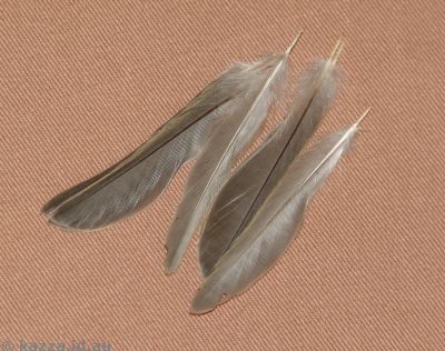 Sparrow tail feathers